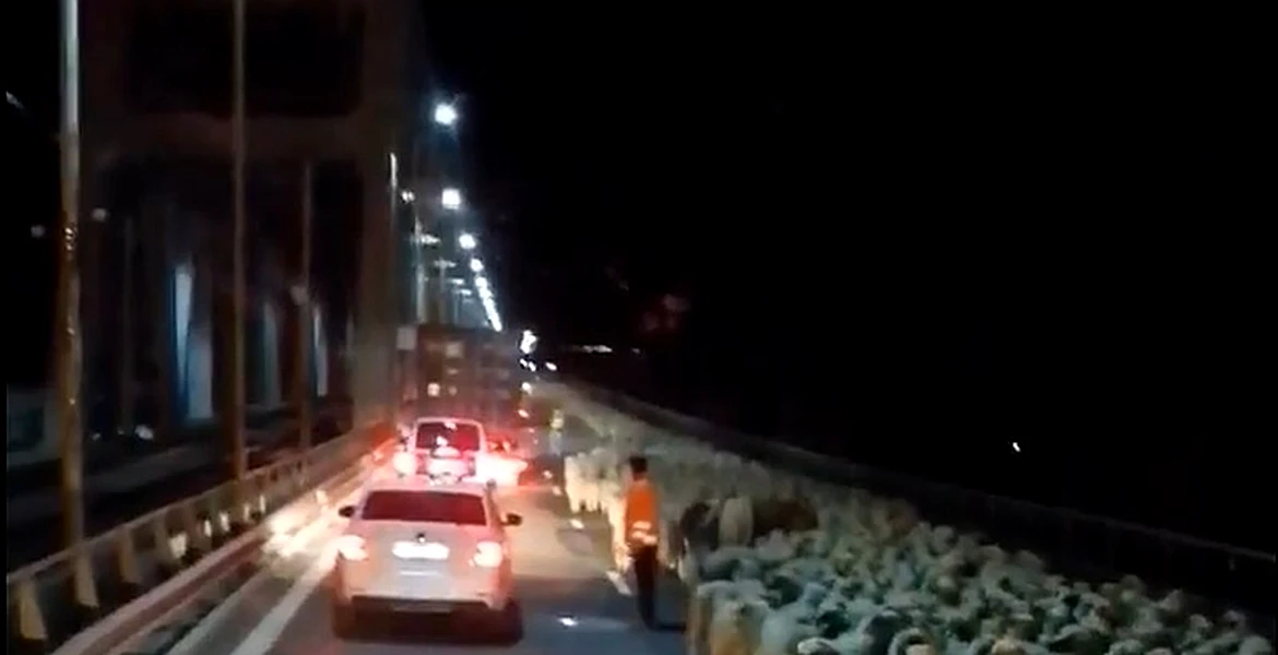 Cu turma de oi pe Autostrada Soarelui – VIDEO