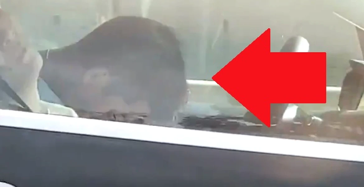Un şofer a fost filmat în timp ce dormea la volanul unei maşini – VIDEO