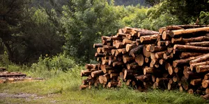 Romsilva cumpără 10 autoutilitare de 7,5 tone, echipate cu benă basculabilă și macara. Cât oferă pentru vehicule?
