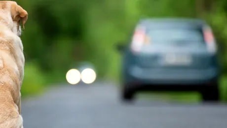 VIDEO | A frânat brusc pentru a evita un câine și a fost lovit în spate. Cine e vinovat de producerea accidentului?