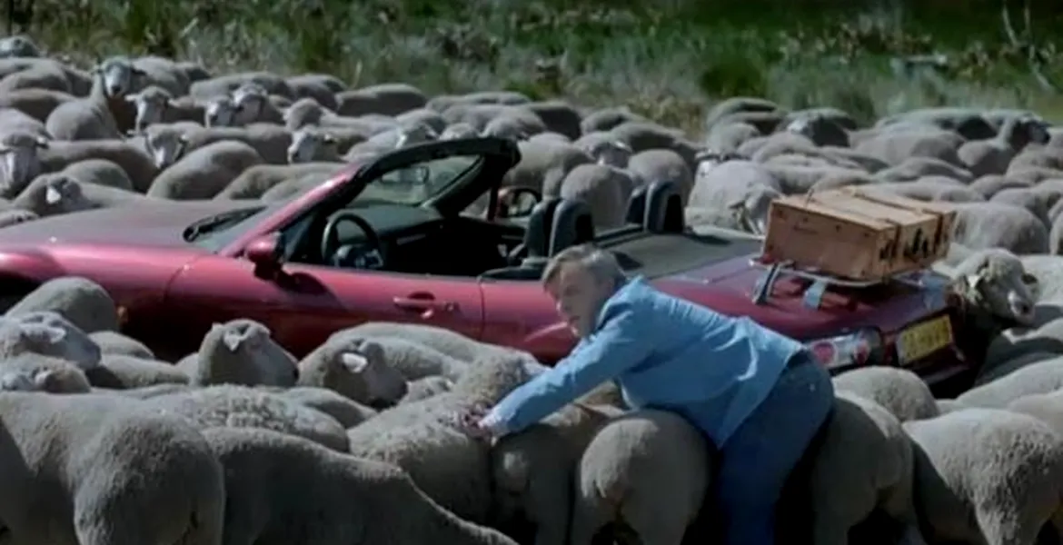 Reclamă la asigurări auto: ştii ce ascund oile?