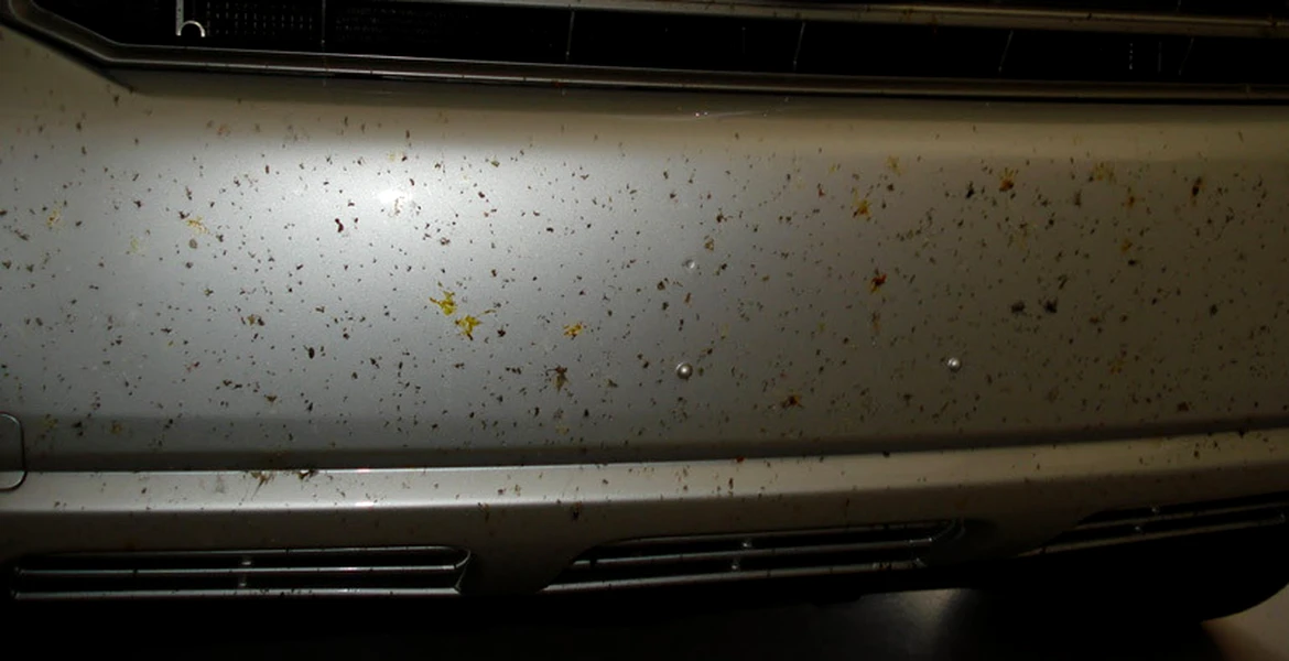 Ştiaţi că: peste 32 de trilioane de insecte sunt omorâte de maşini