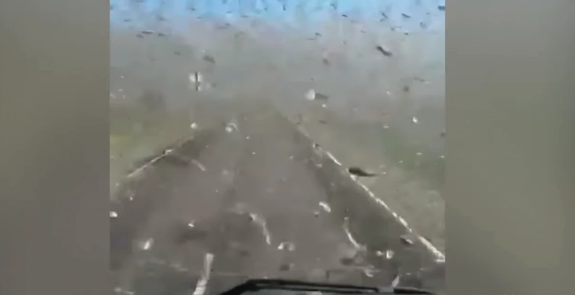 Invazie de lăcuste în Daghestan fix ca-n Biblie. Şoferul a trecut pe drum prin ele. Nu ştim dacă i-au intrat în radiator insectele