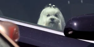 Nu lăsa câinele sau pisica în mașină! Poliția poate emite ordin de protecție pentru rele tratamente aplicate animalelor