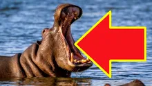 Care este cel mai periculos animal din lume?