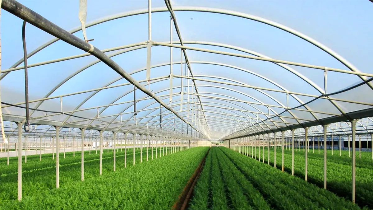 (P) Protejează legumele din grădină cu o folie microporoasa tip agril