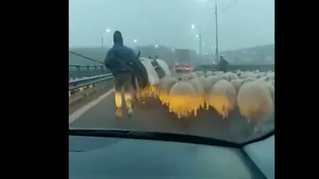 Autostrada A2, blocată de o turmă de oi şi câţiva măgari - VIDEO