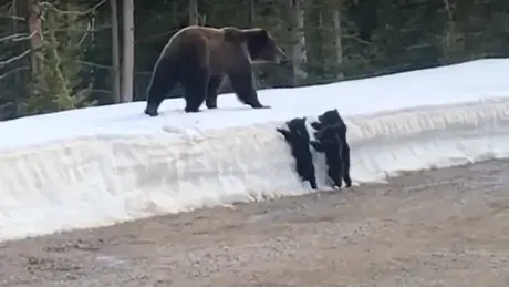 O ursoaică atacă o mașină în încercarea de a-și apăra puii - VIDEO