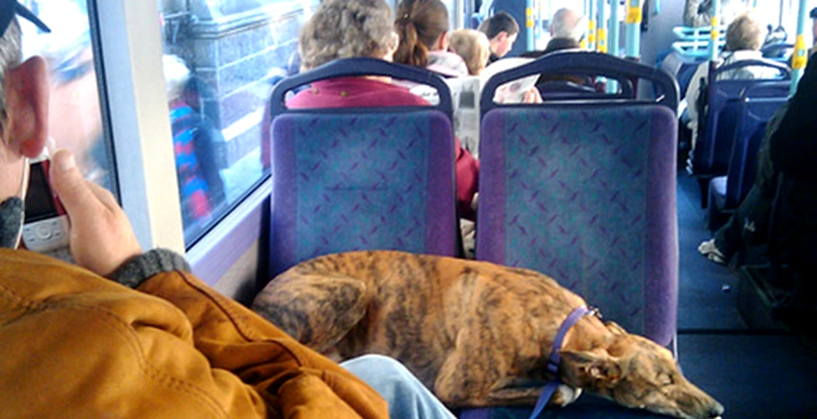 Oraşul din România unde câinii vor avea nevoie de bilete pe mijloacele de transport