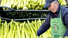 De la fermele din Germania, la propria plantație cu „HRANA REGILOR”. Un bucovinean a dat lovitura cu o afacere cu sparanghel