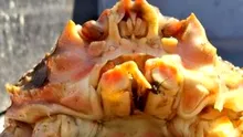 O specie hibridă și-a făcut apariția în Marea Bering. Ce se știe până acum?