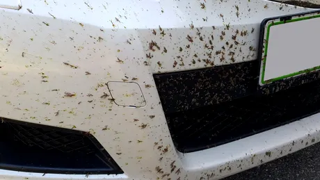 Cum să ştergi insectele moarte de pe botul masinii
