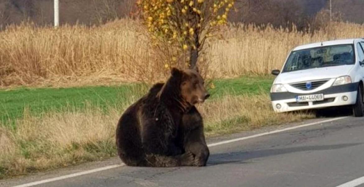 Ce mașină a primit cadou șoferul care a lovit ursul săptămâna trecută, în Covasna? FOTO