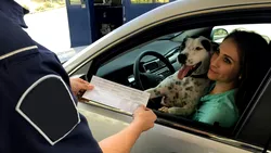 Pe ce scaun e legal să stea câinele sau pisica în mașină? Amenda poate depăși 4.300 de lei
