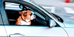 De ce câinii și pisicile nu au voie pe scaunul din față? În 2026, amenda poate depăși 4.000 de lei