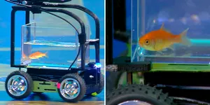 Video | Un peștișor auriu a condus o mașinuță construită special pentru el, parcurgând o distanță record într-un minut