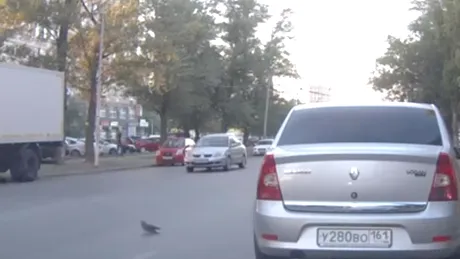 VIDEO Accident cu 3 maşini, din cauza unui porumbel