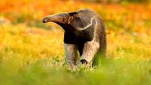MAMIFERELE au evoluat în FURNICARI de 12 ori de când au dispărut dinozaurii