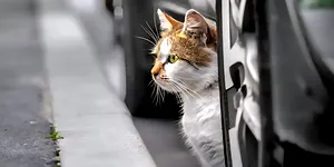 O pisică buclucașă: A „furat” mașina parcată și a produs un accident