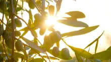 Plantele „vorbesc” între ele? Ce au descoperit cercetătorii