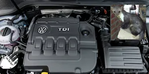 Aceste animale devin coșmarul șoferilor primăvara. Costul mediu al unei reparații ajunge la circa 620 de euro