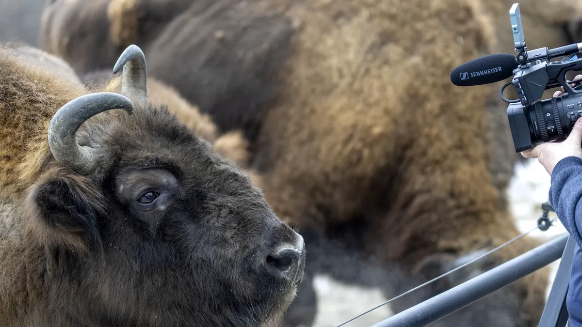 Cum reintroducerea a 170 de zimbri în România captează CO2 echivalentul a 43.000 de mașini