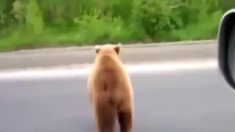 Ursul ”tranchilizat” cu un sanviş - VIDEO