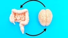 Cât de repede îți îmbătrânește creierul? Bacteriile din intestin ar putea deține răspunsul