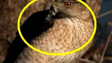 Un șoim a ȘOCAT cercetătorii! Ce poate face pasărea?