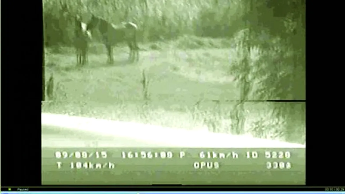 Zi istorică! Un radar din România a „prins” doi cai păscând cu 104km/h - FOTO