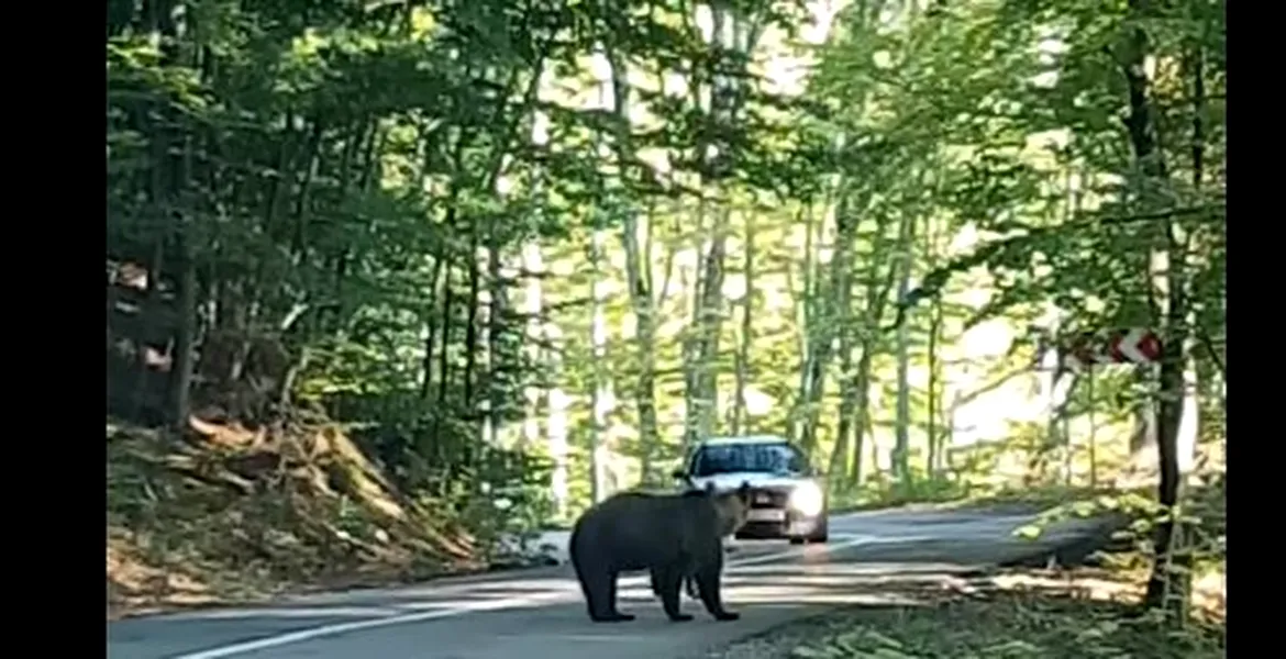 Filmarea care a împărţit internetul în două. A vrut sau nu acest şofer să lovească ursul?