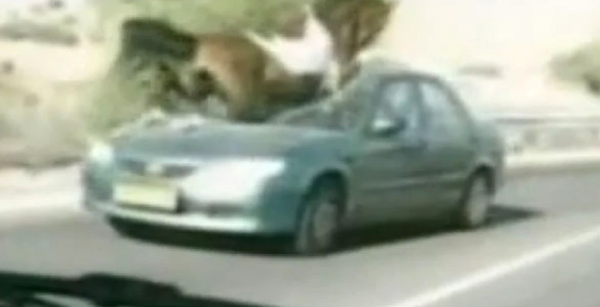 Cal vs maşină pe autostradă în Israel