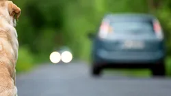 VIDEO | A frânat brusc pentru a evita un câine și a fost lovit în spate. Cine e vinovat de producerea accidentului?
