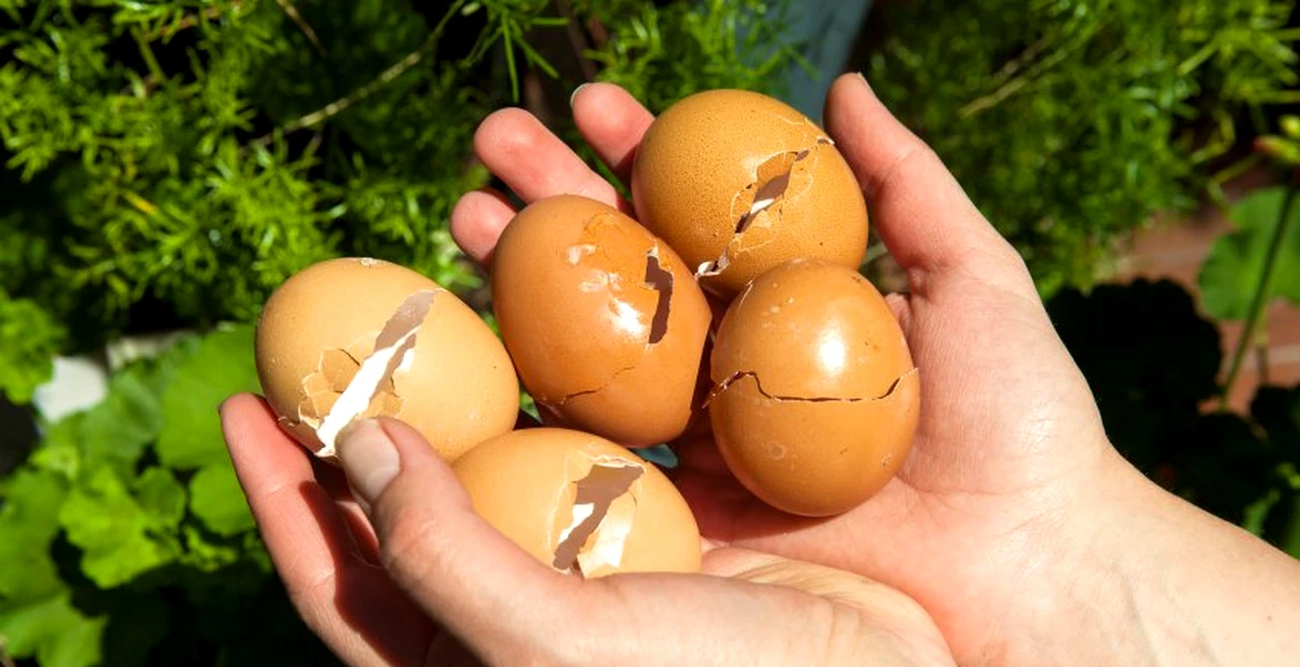 Americanii reinventează roata cu ouă şi roşii