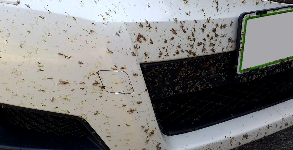 Cum să ştergi insectele moarte de pe botul masinii