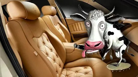 INEDIT: vacile nebune ar putea fi folosite în... construcţia maşinilor!