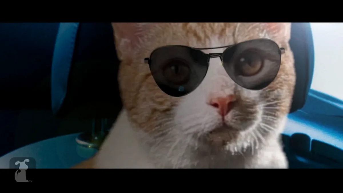 Filmul Need For Speed primeşte un nou trailer... cu pisici! VIDEO