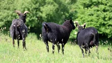 BANCUL ZILEI. BULĂ: – Domnule doctor, eu tot văd capre negre!