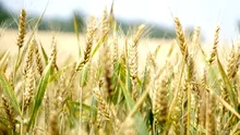 Prețurile alimentelor cresc pentru a treia lună consecutiv. Cât e diferența