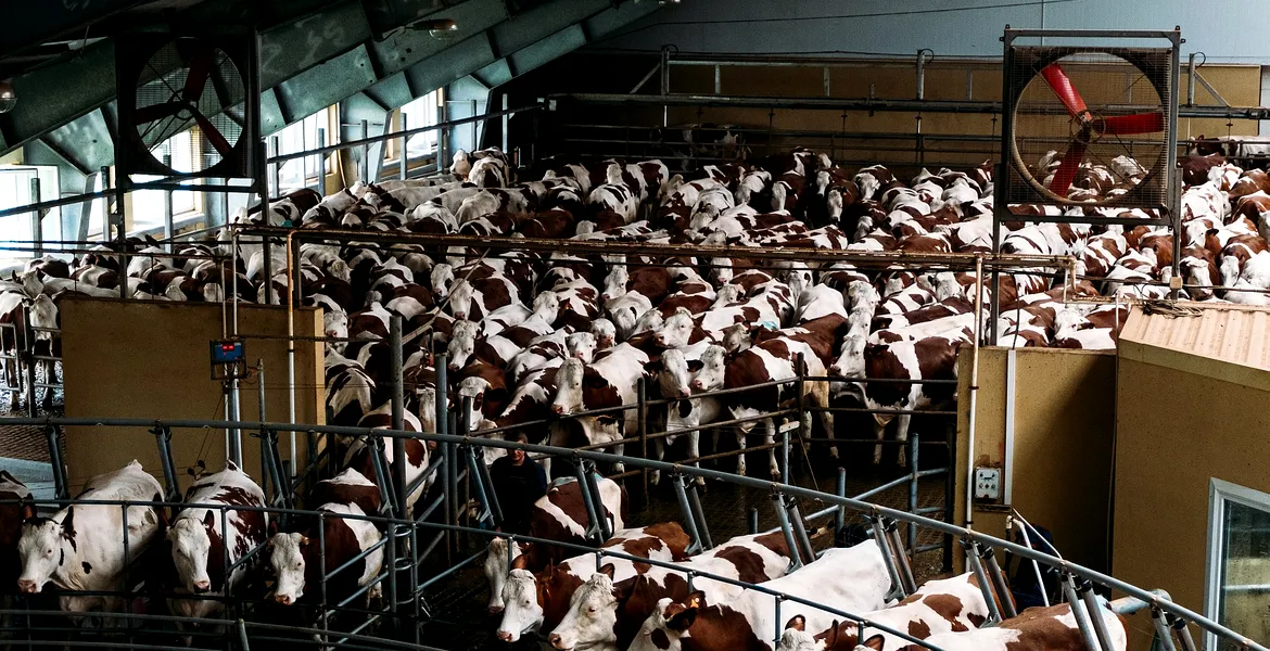 Fermele de animale din Europa poluează mai mult decât toate mașinile la un loc