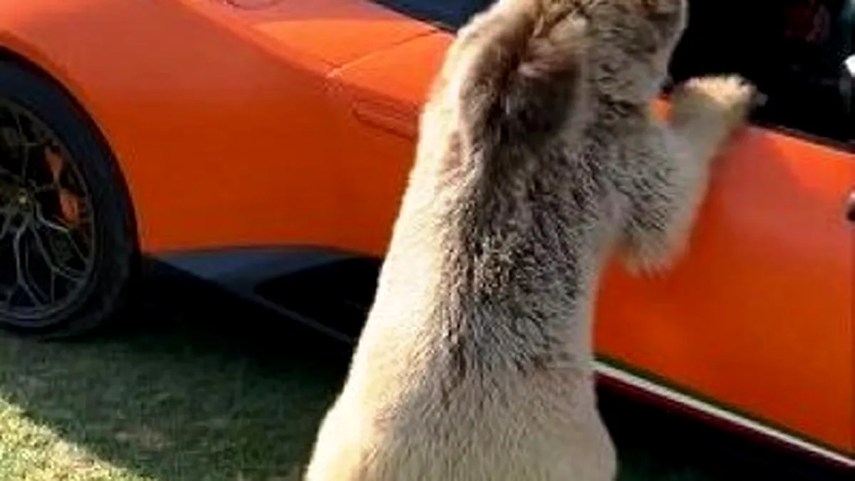 VIDEO: Un urs rupe portiera unui Lamborghini Huracan