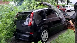 2025: Cine plătește pagubele dacă un pom cade peste mașina ta? Cum poți solicita despăgubiri