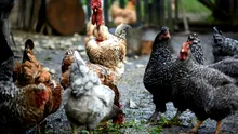 Se pune limită pentru fermele din curte. Amenzi de până la 6.000 de lei