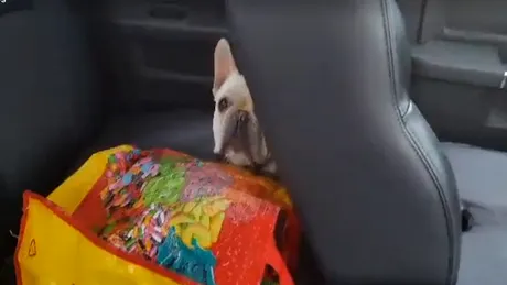 Ce se întâmplă în SUA dacă îţi laşi câinele în maşină - VIDEO