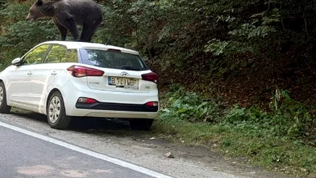 Hyundai i20 și ”Testul Ursului” în Munții Făgăraș - FOTO