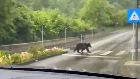 Un urs a fost filmat în timp ce traversează pe o trecere de pietoni din Sinaia - VIDEO