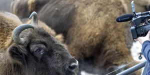 Cum reintroducerea a 170 de zimbri în România captează CO2 echivalentul a 43.000 de mașini