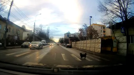 Un câine ne arată cum se traversează pe zebră - VIDEO