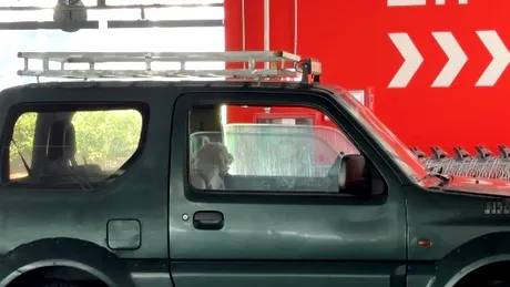 2025: Ce pățești dacă lași cățelul în mașină pe caniculă. Ai voie să spargi geamul mașinii pentru a salva animalul?