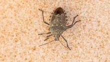 INSECTELE care invadează casele la început de toamnă. CUM să le ții departe de locuința ta?
